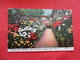 Chrysanthemun Display Botanical Display  Bronx  New York  Ref 3214 - Bronx