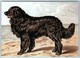 Newfoundland By Charles Barber Illustrated Book Of Dog 1881 New Postcard - Altri & Non Classificati