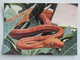 Carte Postale : Faune De GUYANE : BOA COOK, Corallus Enydris - Altri & Non Classificati