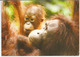 Orang-Utan And Baby, BORNEO ISLAND. , Postcard Sent To Andorra, With Arrival Postmark - Singes