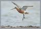 NL.- Rosse Grutto, Bar-tailed Godwit, Limosa Lapponica. Met Postzegel Opdruk Nederland 1, 2016. Ongelopen. - Pájaros