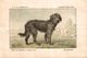 CHROMO DESSIN DE MILLOT A. T. DE ROCHEBRUNE RACE DOMESTIQUE  CHIEN DE BERGER  BOEUFS - Sonstige & Ohne Zuordnung