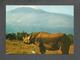 ANIMAUX - ANIMALS - RHINOCEROS - KILIMANJARO IN THE BACKGROUND - ÉDITION EAST AFRICA - Rhinoceros