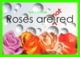 ADVERTISING, PUBLICITÉ - PREMIERROSE.COM - ROSES ARE NOT RED - GO-CARD - - Publicité