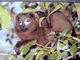 COMORES - Lemurien Mongoz Lemur - Komoren