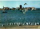 Delcampe - LOT N°1251 - LOT DE 60 CARTES DE CAMARET-SUR-MER  + CACHET RADE DE BREST POINTE DES ESPAGNOLS ROSCANVEL - Camaret-sur-Mer