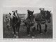 Carte Photo. Attelage Chevaux - Attelages