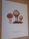 PUBLICITAIRE Années 60/70 Sur Papier Fort 25 Cm X 20 TRES JOLIE GRAVURE CHAMPIGNON LYCOPERDON PERLATUM - Autres & Non Classés