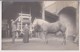 CARTE PHOTO : DANS UN HANGAR D'UNE COUR DE FERME - UN CHEVAL ET DIFFERENTS ATTELAGES - PAYSANS - 2 SCANS - Attelages