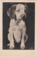 Bt - Superbe Cpa D'un Chiot (setter ?) - Chiens