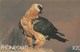 South Africa - Birds Of Prey - Bearded Vulture - Suráfrica