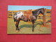 Grand Champion Appaloosa Gelding    Ref 3229 - Horses