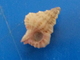 Gyrineum Lacunatum  Philippines 8,8mm GEM N5 - Conchas Y Caracoles