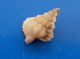 Gyrineum Lacunatum  Philippines 8,8mm GEM N5 - Seashells & Snail-shells
