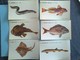 Lot De 19 Cartes Thème Poissons :Hareng, Sardine, Vive, Maquereau, Dorade, Raie, Baudroie, Sole, ... - Poissons Et Crustacés