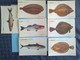 Delcampe - Lot De 19 Cartes Thème Poissons :Hareng, Sardine, Vive, Maquereau, Dorade, Raie, Baudroie, Sole, ... - Fish & Shellfish