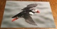 Atlantic Puffin ~ Ingolfshofdi, Iceland - Birds