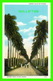 HABANA, CUBA - CALLE DE PALMAS - ROYAL PLAM AVENUE, ANIMATED - C. JORDI - - Cuba