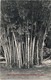 ASIE - SRI LANKA - CEYLAN -- Giant Bamboos Péra Deniya - Sri Lanka (Ceylon)