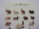 Carte Postale Rabbits Lapin Géant Des Flandres Lièvre Belge  Grand Russe   Blanc Néo-zélandais - Autres & Non Classés