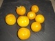 30 Graines Tomates JAUNE GOUTTE D'OR BIO - Andere & Zonder Classificatie