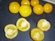 30 Graines Tomates JAUNE GOUTTE D'OR BIO - Autres & Non Classés