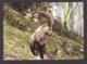 1.- LIECHTENSTEIN 2015 POSTAL STATIONERY - CAPRA IBEX - Game