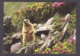 3.- LIECHTENSTEIN 2015 POSTAL STATIONERY - MARMOT - Roedores