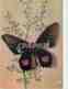 CPM Papillons Exotiques (Guyanes) - Autres & Non Classés