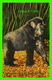 SINGES - BULU, THE MONKEY - JUNGLES FAMOUS GORILLA SOUTH OF MIAMI, FL - GULF STREAM CARD - - Singes