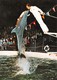 Rust / Baden - Delphin-Show Mit Trainer - DAUPHIN - Dolphins