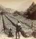 Austria ~ TYROL ~ Vineyards Of Botzen Stereoview Jfjau56 - Stereoscopio