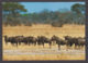 89847/ FAUNE D'AFRIQUE, Gnou Bleu, Blue Wildbeest, Afrique Du Sud, Parc National Kruger - Autres & Non Classés