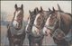 A Quartet Of Dray Horses, C.1920 - Salmon Postcard - Horses