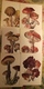 Russia. MUSHROOMS - 29 Postcards Lot -  Mushroom - Old Postcard - - Champignon 1976 - Mushrooms