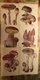 Russia. MUSHROOMS - 29 Postcards Lot -  Mushroom - Old Postcard - - Champignon 1976 - Mushrooms