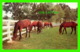 CHEVAUX, HORSES - GREEN PASTURES - PHOTO BY FREE LANCE PHOTOGRAPHERS GUILD INC - TRAVEL - - Chevaux