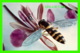 INSECTES - LOPEZIA CORONATA Andr. - Pollinated Bu A Hover Fly 1913 By R. Blaschka - - Insectes