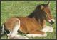 Animals------Horse------old Postcard - Paarden