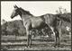 Animals------Horse------old Postcard - Caballos