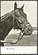 Animals------Horse------old Postcard - Chevaux