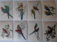 Ornithologie Collection De 40 Cartes  Thème Les Oiseaux De John Gould Dimension 9x14 Légende Au Verso 88 Photos - Oiseaux