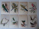 Delcampe - Ornithologie Collection De 40 Cartes  Thème Les Oiseaux De John Gould Dimension 9x14 Légende Au Verso 88 Photos - Oiseaux