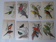 Delcampe - Ornithologie Collection De 40 Cartes  Thème Les Oiseaux De John Gould Dimension 9x14 Légende Au Verso 88 Photos - Birds