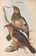 Delcampe - Ornithologie Collection De 40 Cartes  Thème Les Oiseaux De John Gould Dimension 9x14 Légende Au Verso 88 Photos - Oiseaux