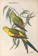 Delcampe - Ornithologie Collection De 40 Cartes  Thème Les Oiseaux De John Gould Dimension 9x14 Légende Au Verso 88 Photos - Birds