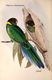 Delcampe - Ornithologie Collection De 40 Cartes  Thème Les Oiseaux De John Gould Dimension 9x14 Légende Au Verso 88 Photos - Oiseaux