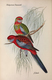 Delcampe - Ornithologie Collection De 40 Cartes  Thème Les Oiseaux De John Gould Dimension 9x14 Légende Au Verso 88 Photos - Oiseaux