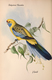 Delcampe - Ornithologie Collection De 40 Cartes  Thème Les Oiseaux De John Gould Dimension 9x14 Légende Au Verso 88 Photos - Oiseaux