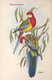 Delcampe - Ornithologie Collection De 40 Cartes  Thème Les Oiseaux De John Gould Dimension 9x14 Légende Au Verso 88 Photos - Oiseaux